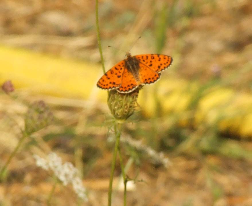 melitaea?